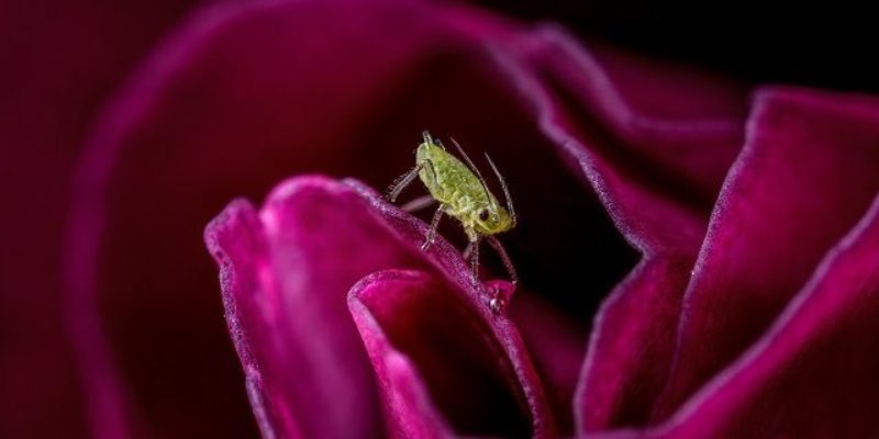 Aphid Credit Tim Crabb