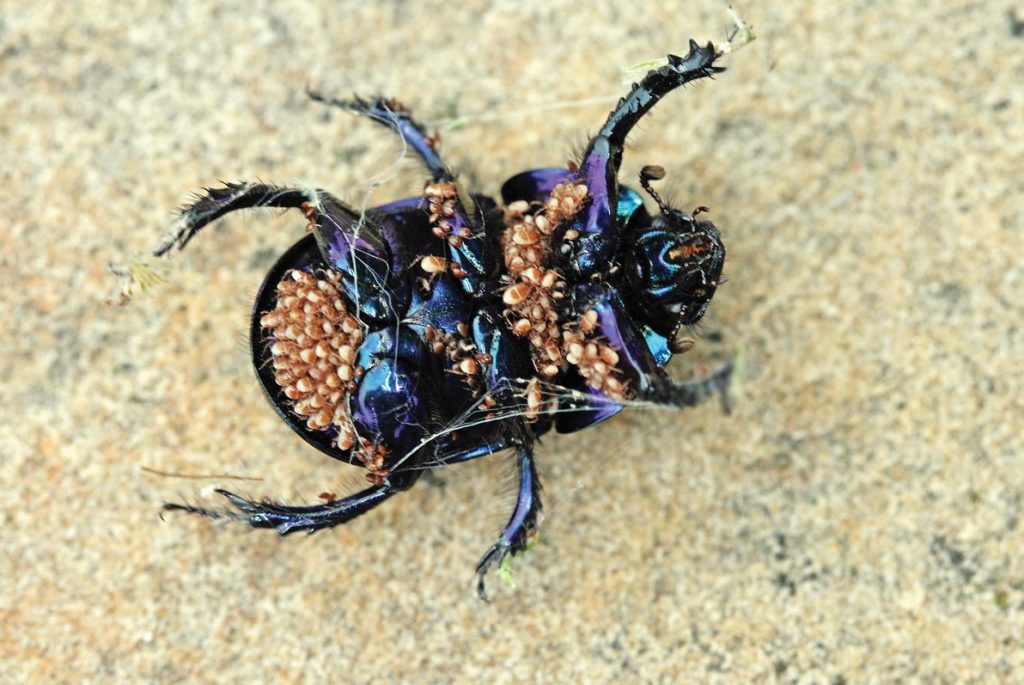 Underside of Geotrupes stercorarius with phoretic mites Credit Colin Rew