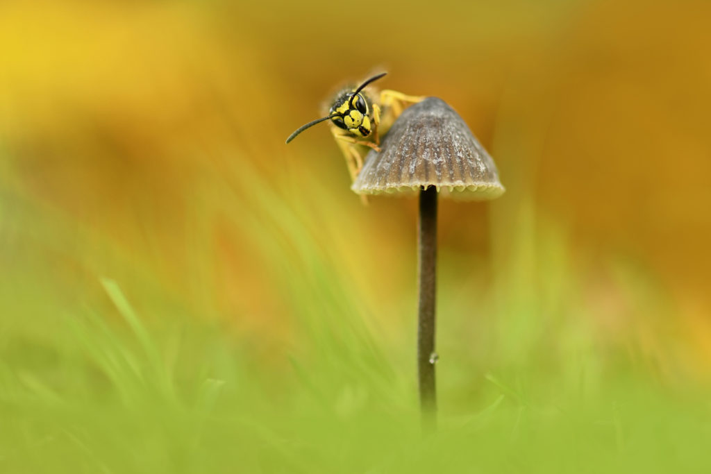 Wasp on mushroom Credit Beverley Brouwer