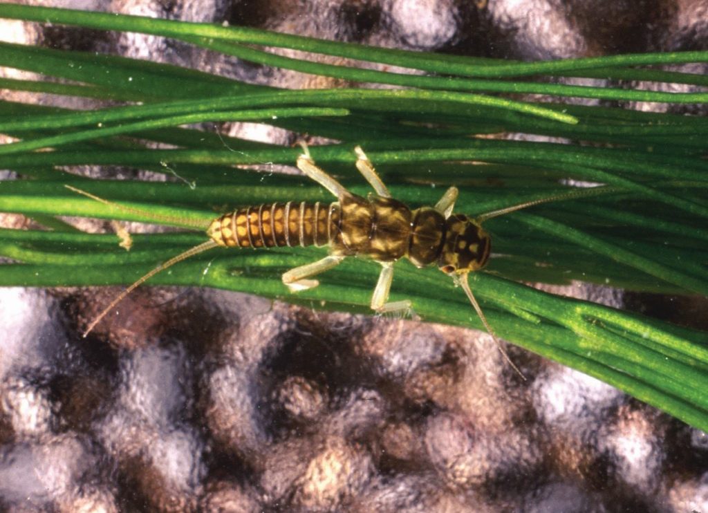 Yellow Sally nymph Isoperla grammatica Credit Stuart Crofts