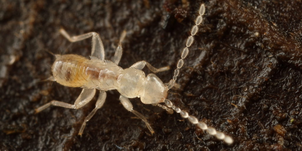 Zorotypus from Los Bancos, Pichincha, Ecuador. Credit Graham Montgomery