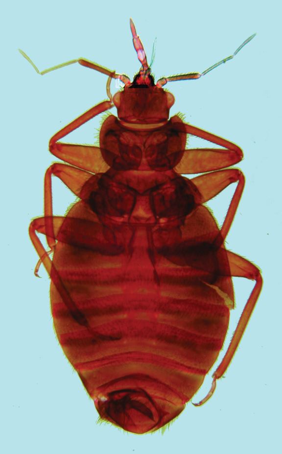bed-bug Cimex lectularius Credit Peter Barnard