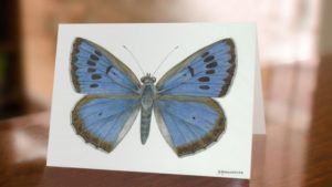 Large Blue butterfly greeting card