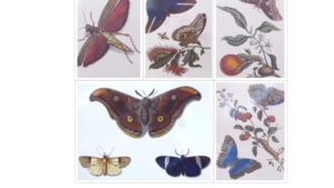 Collage of insect illustrations
