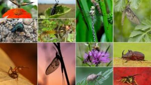Collage of insect photographs