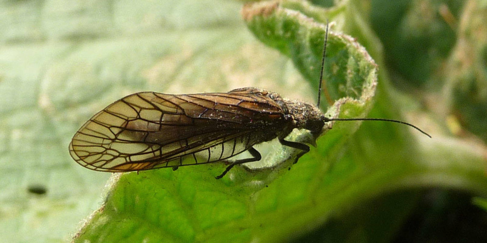 Alder Fly Sialis sp. Credit Gail Hampshire