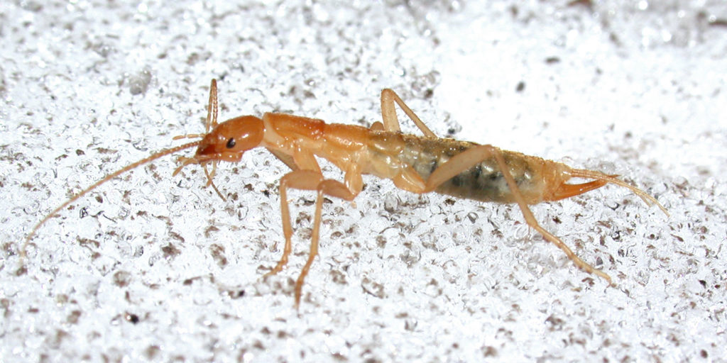 grylloblattid ice crawler Grylloblatta sp. Credit Alex Wild