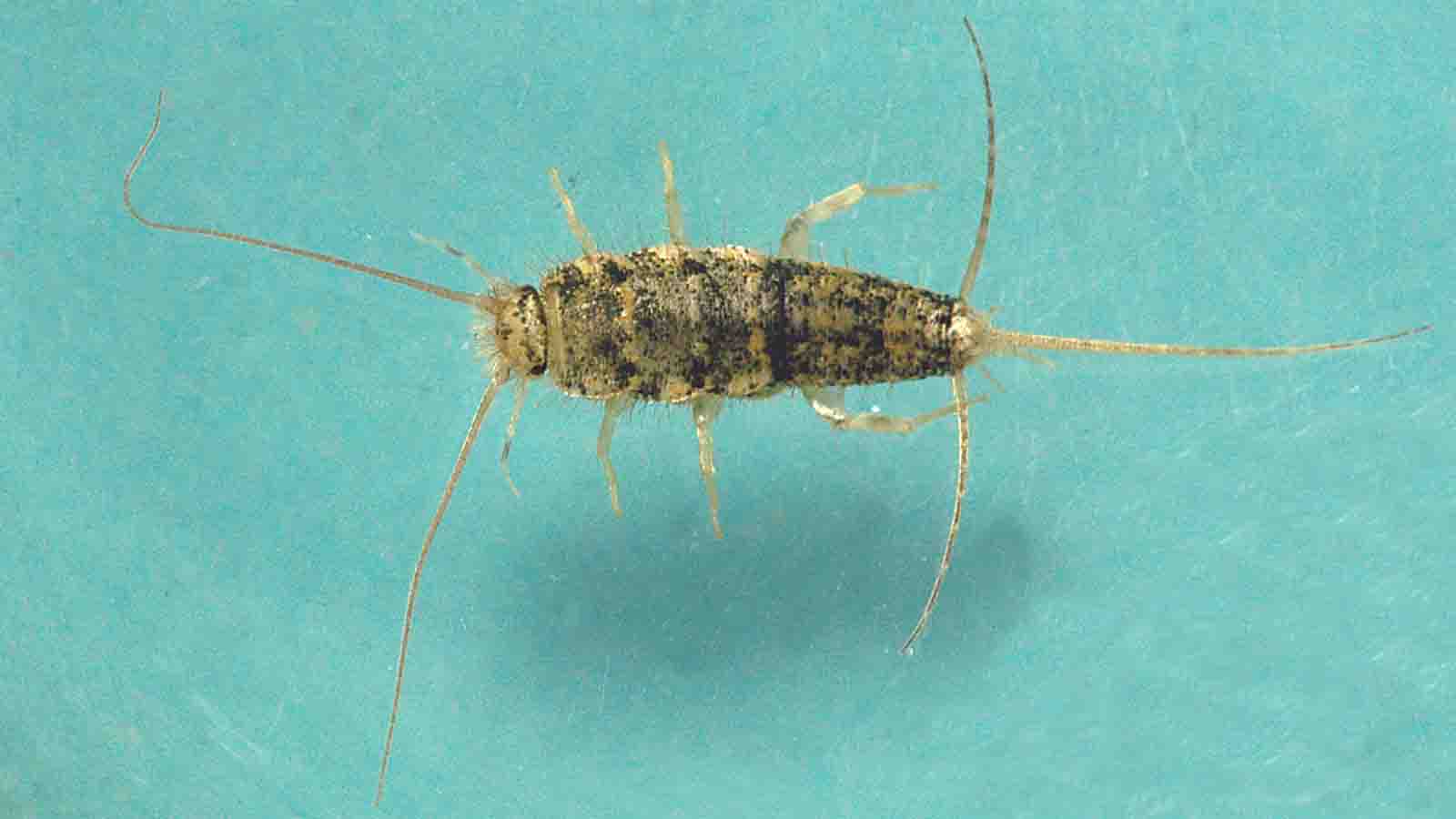 Zygentoma Royal Entomological Society Zygentoma Royal Entomological Society