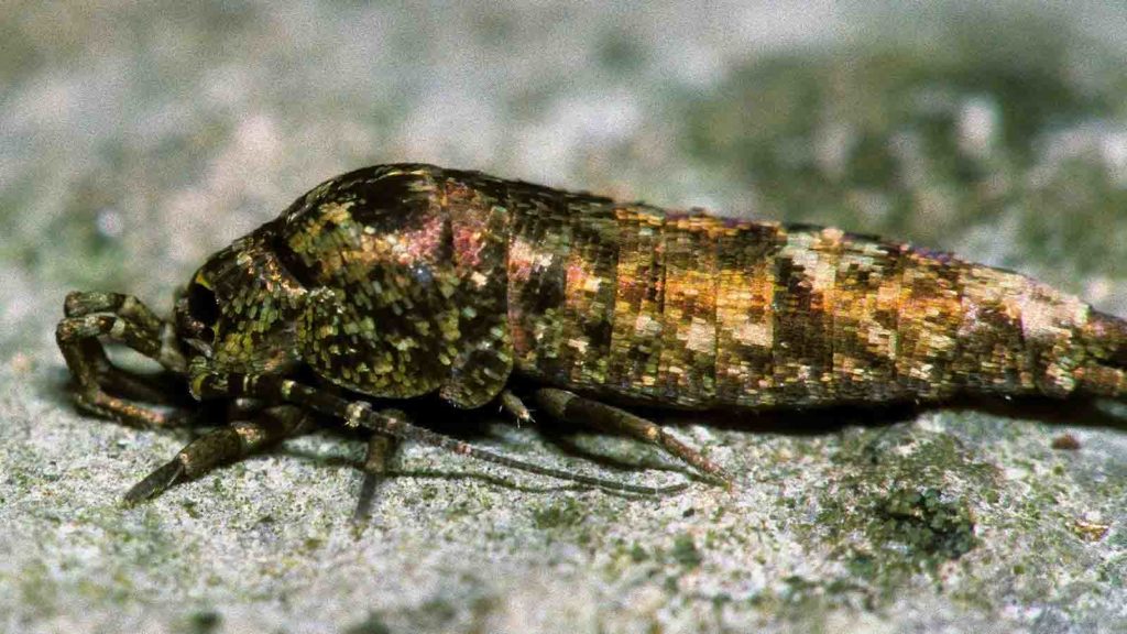 Coloured scale patterns on bristletail Dilta (Machilidae) Credit Robin Wlliams