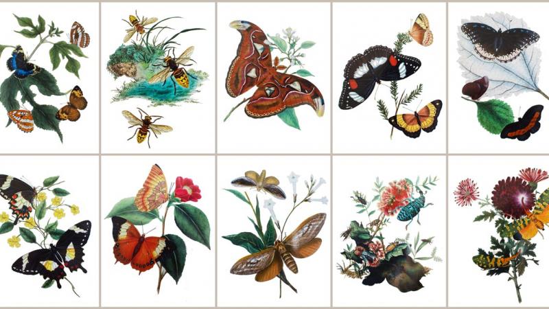 Insect illustrations used for RES greeting cards pack A
