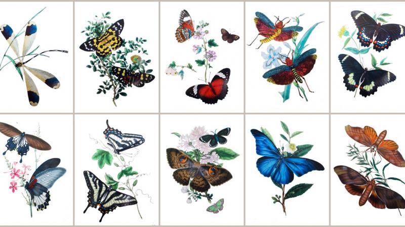 Insect illustrations used for RES greeting cards pack B