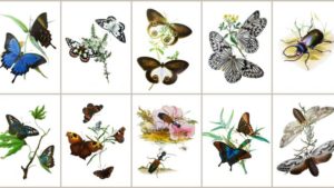 Insect illustrations used on RES greeting cards pack C