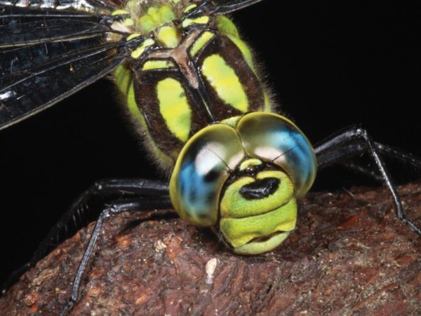Dhaneda Insect Odonata - Royal Entomological Society