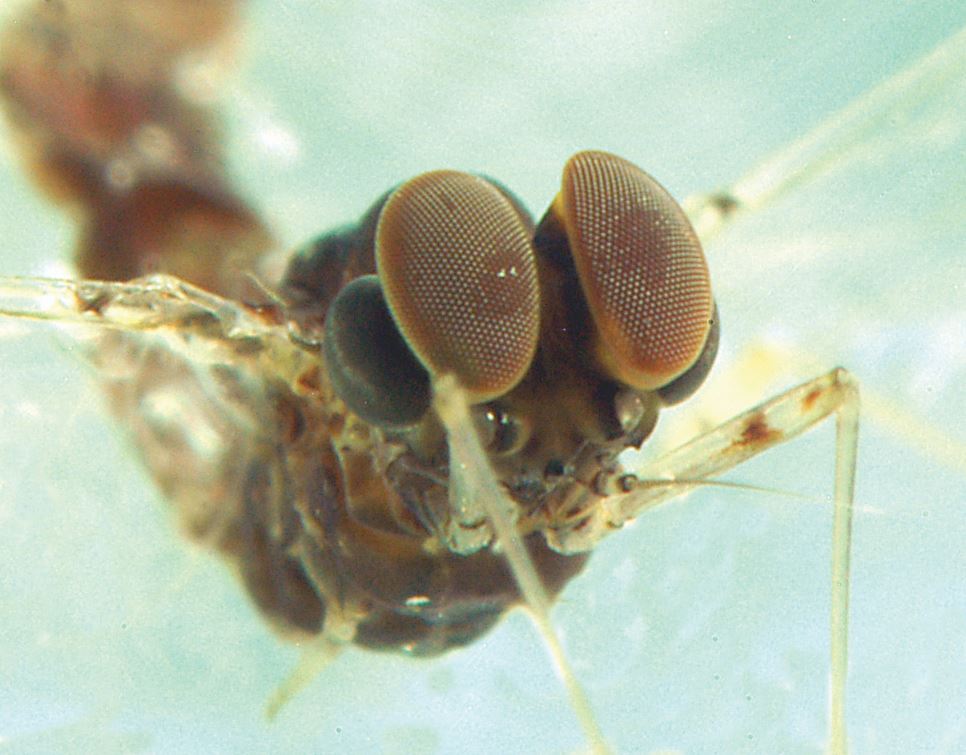 turbinate eyes male Centroptilum Credit Peter Barnard