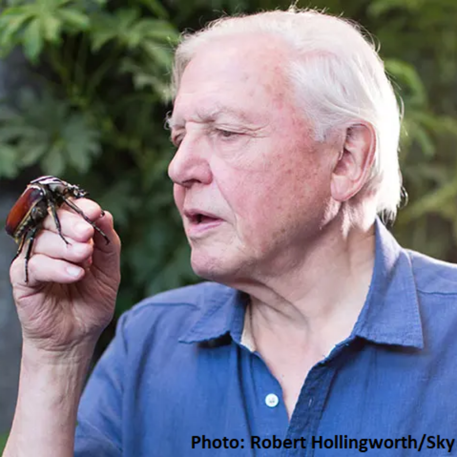 David Attenborough holding a Goliath Beetle