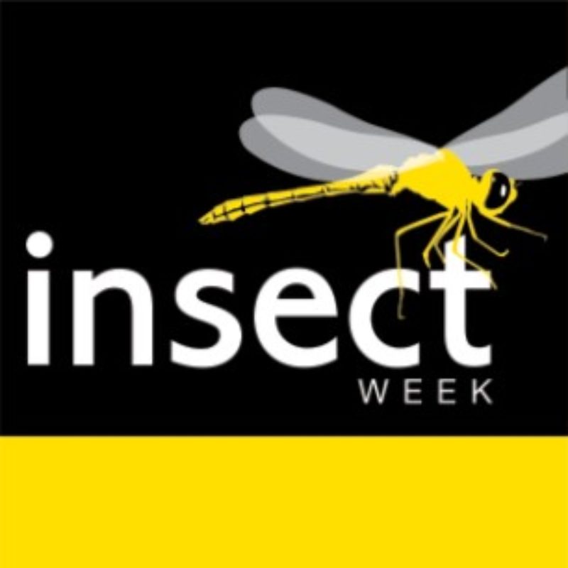 News headline thumbnail for <strong>It’s Insect Week 2022</strong>