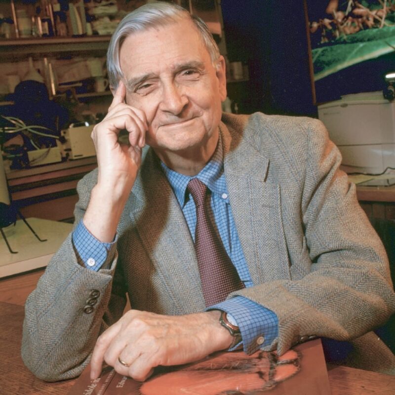 portrait of Professor E. O. Wilson Hon.FRES