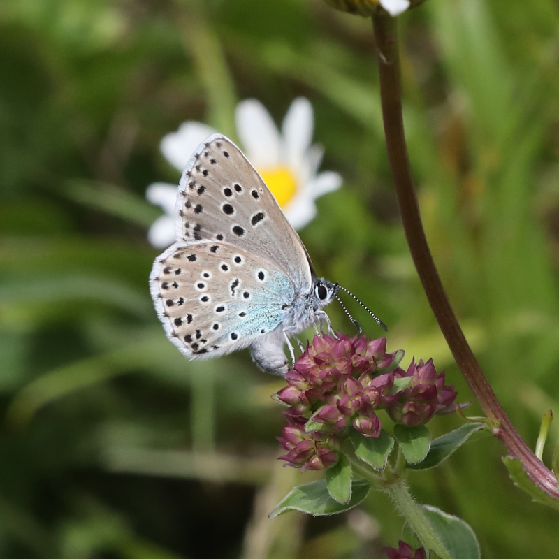 News headline thumbnail for Large blue and other rare insects thriving on grasslands restored as part of RES project