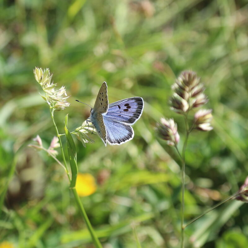 News headline thumbnail for Wild Isles: Daneway Banks’ Large Blue butterflies star in Attenborough series