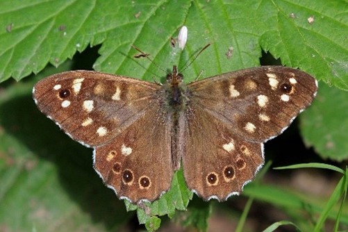 Speckled wood butterfly – a winner under climate change 