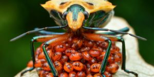 Harper Adams postgraduate and research entomologists. 25 November 2014