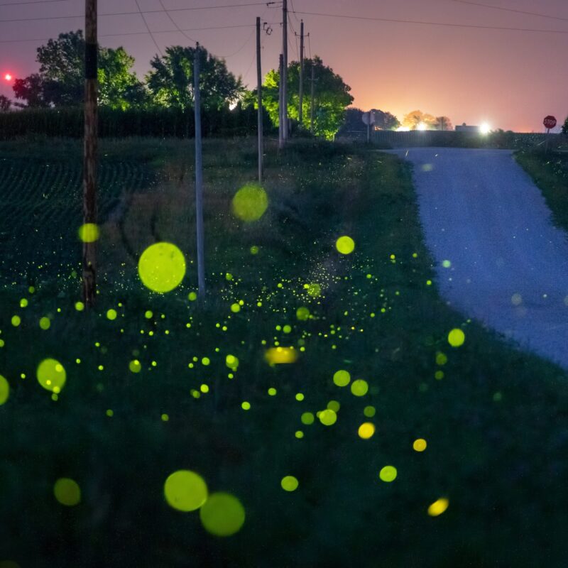 News headline thumbnail for Impact of Pathogens’ Environment on Fireflies