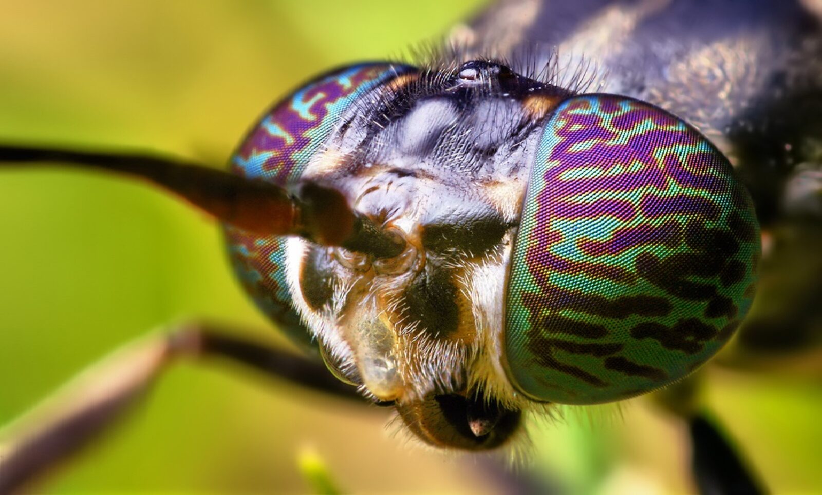 Black Soldier Fly Head - (Hermetia illucens) by Thomas Shahan