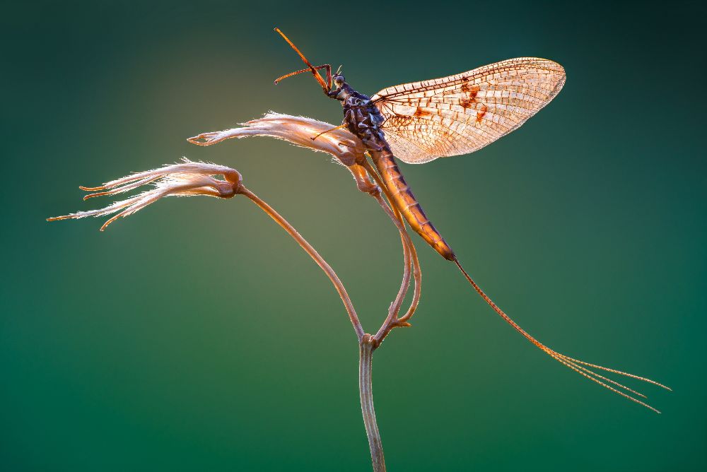 Petar Sabol Mayfly resting just before sunrise Specially Commended in National Insect Week 2018 Photography Competition,