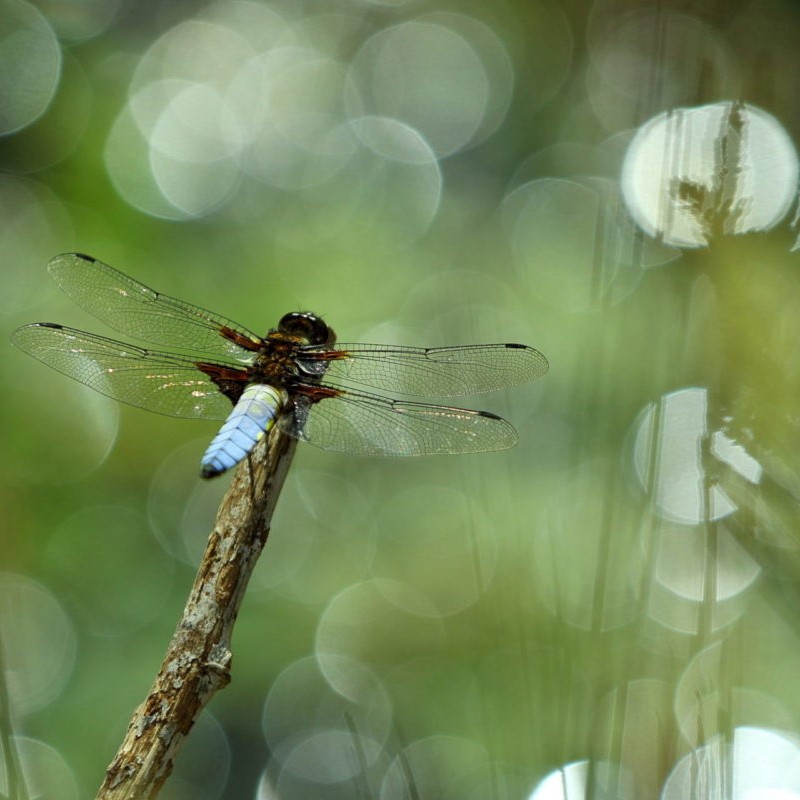 Water reflections through greenery. Broad Bodied Chaser (Libellula depressa) Credit Simon Carder