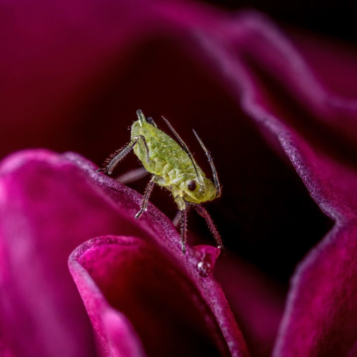 Photo of an Aphid in the pink petals of a flower, Credit Tim Crabb