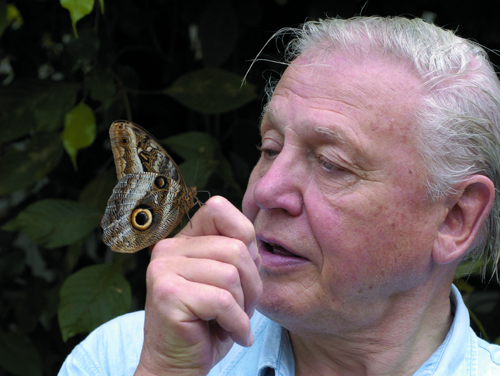 Picture shows:  David Attenborough with a morpho butterfly © BBC/Mark Carwardine TX: BBC One Wednesday, November 30 2005 Just when you thought there was no more of the natural world left to film, Sir David Attenborough returns to TV screens in a landmark new series revealing that he has yet to film most of the animals in the world.  Although they are all around, these creatures' lives often go virtually unnoticed.  Now, using the latest technology, BBC ONE takes viewers into their world to discover the amazing stories of the most successful creatures on Earth: the invertebrates.  Cameras capture not just bugs, beetles, spiders and scorpions, but also the most amazing butterflies, dragonflies and a host of incredible creatures never before seen on television.  The invertebrate world is one of magnificent spectacles. David takes viewers to Taiwan to see swarming purple crow butterflies, to Africa to witness an army of Matabele ants raid a termite colony, and to North America in time for the great emergence of 17 year cicadas. Warning: Use of this copyright image is subject to Terms of Use of BBC Digital Picture Service. In particular, this image may only be used during the publicity period for the purpose of publicising 'Life in the Undergrowth' and provided by the copyright holder is credited. Any use of this image on the internet or for any other purpose whatsoever, including advertising or other commercial uses, requires the prior written approval of the copyright holder.