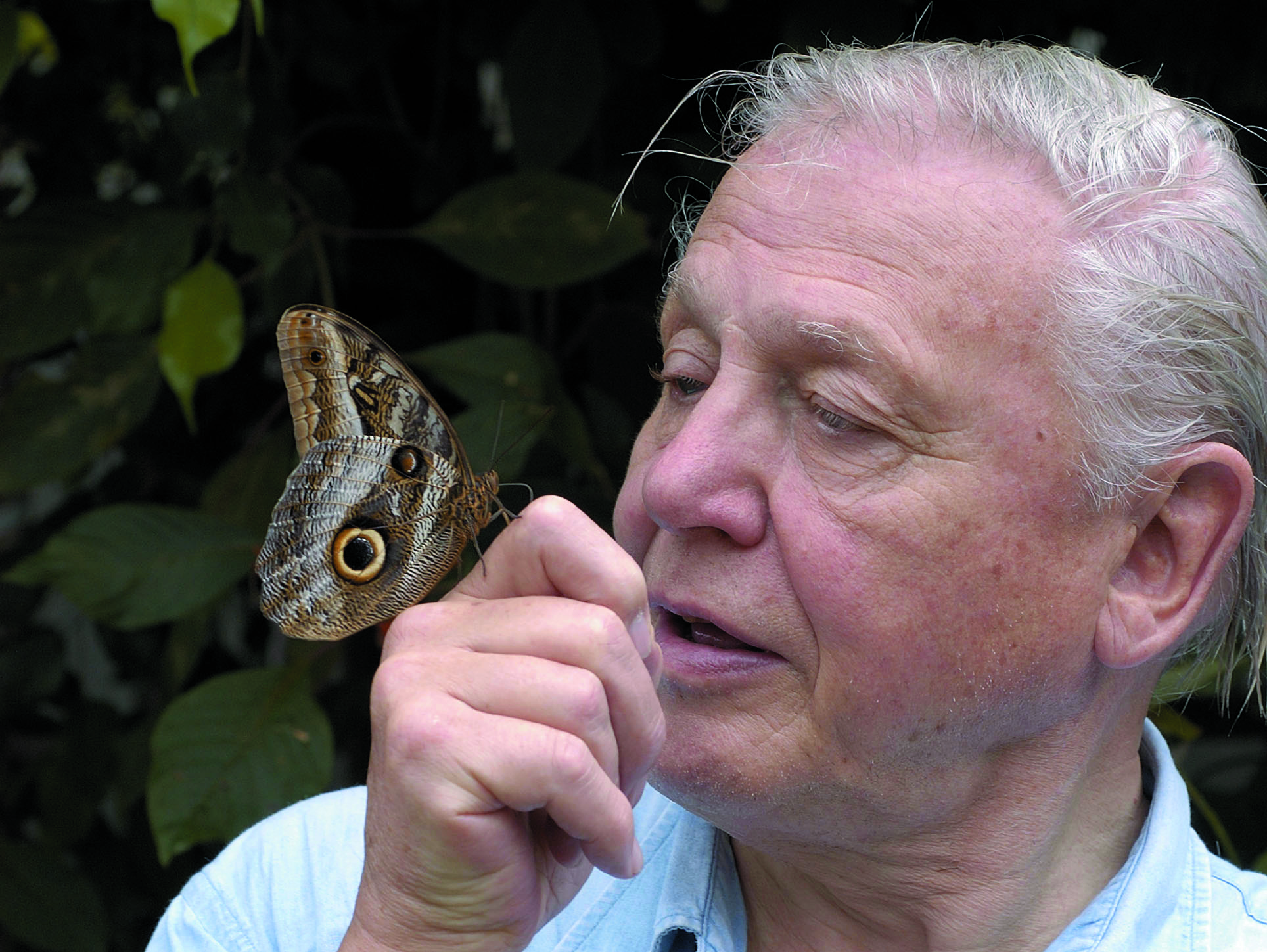 Picture shows: David Attenborough with a morpho butterfly © BBC/Mark Carwardine TX: BBC One Wednesday, November 30 2005 Just when you thought there was no more of the natural world left to film, Sir David Attenborough returns to TV screens in a landmark new series revealing that he has yet to film most of the animals in the world. Although they are all around, these creatures' lives often go virtually unnoticed. Now, using the latest technology, BBC ONE takes viewers into their world to discover the amazing stories of the most successful creatures on Earth: the invertebrates. Cameras capture not just bugs, beetles, spiders and scorpions, but also the most amazing butterflies, dragonflies and a host of incredible creatures never before seen on television. The invertebrate world is one of magnificent spectacles. David takes viewers to Taiwan to see swarming purple crow butterflies, to Africa to witness an army of Matabele ants raid a termite colony, and to North America in time for the great emergence of 17 year cicadas. Warning: Use of this copyright image is subject to Terms of Use of BBC Digital Picture Service. In particular, this image may only be used during the publicity period for the purpose of publicising 'Life in the Undergrowth' and provided by the copyright holder is credited. Any use of this image on the internet or for any other purpose whatsoever, including advertising or other commercial uses, requires the prior written approval of the copyright holder.
