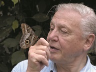 Picture shows:  David Attenborough with a morpho butterfly
© BBC/Mark Carwardine
TX: BBC One Wednesday, November 30 2005
Just when you thought there was no more of the natural world left to film, Sir David Attenborough returns to TV screens in a landmark new series revealing that he has yet to film most of the animals in the world.  Although they are all around, these creatures' lives often go virtually unnoticed.  Now, using the latest technology, BBC ONE takes viewers into their world to discover the amazing stories of the most successful creatures on Earth: the invertebrates.  Cameras capture not just bugs, beetles, spiders and scorpions, but also the most amazing butterflies, dragonflies and a host of incredible creatures never before seen on television.  The invertebrate world is one of magnificent spectacles. David takes viewers to Taiwan to see swarming purple crow butterflies, to Africa to witness an army of Matabele ants raid a termite colony, and to North America in time for the great emergence of 17 year cicadas.
Warning: Use of this copyright image is subject to Terms of Use of BBC Digital Picture Service. In particular, this image may only be used during the publicity period for the purpose of publicising 'Life in the Undergrowth' and provided by the copyright holder is credited. Any use of this image on the internet or for any other purpose whatsoever, including advertising or other commercial uses, requires the prior written approval of the copyright holder.