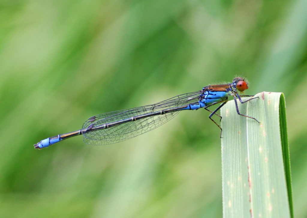 Red-eyed damselfly