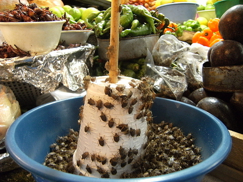 Jumiles-taxco-mercados (Live stink bugs at a market) by Gobierno de Taxco. Image from WikiCommons