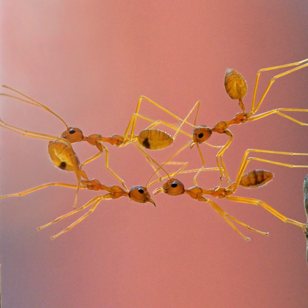 Weaver ants - Oecophylla smaragdina - making a bridge on the gap found on its passage