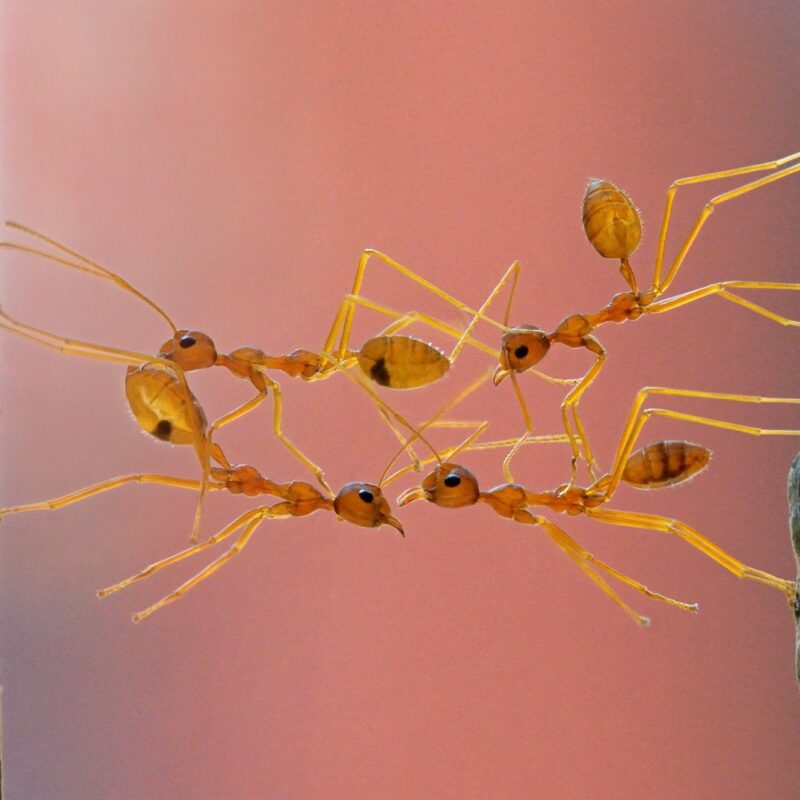 News headline thumbnail for Royal Entomological Society Welcomes New Honorary Fellows