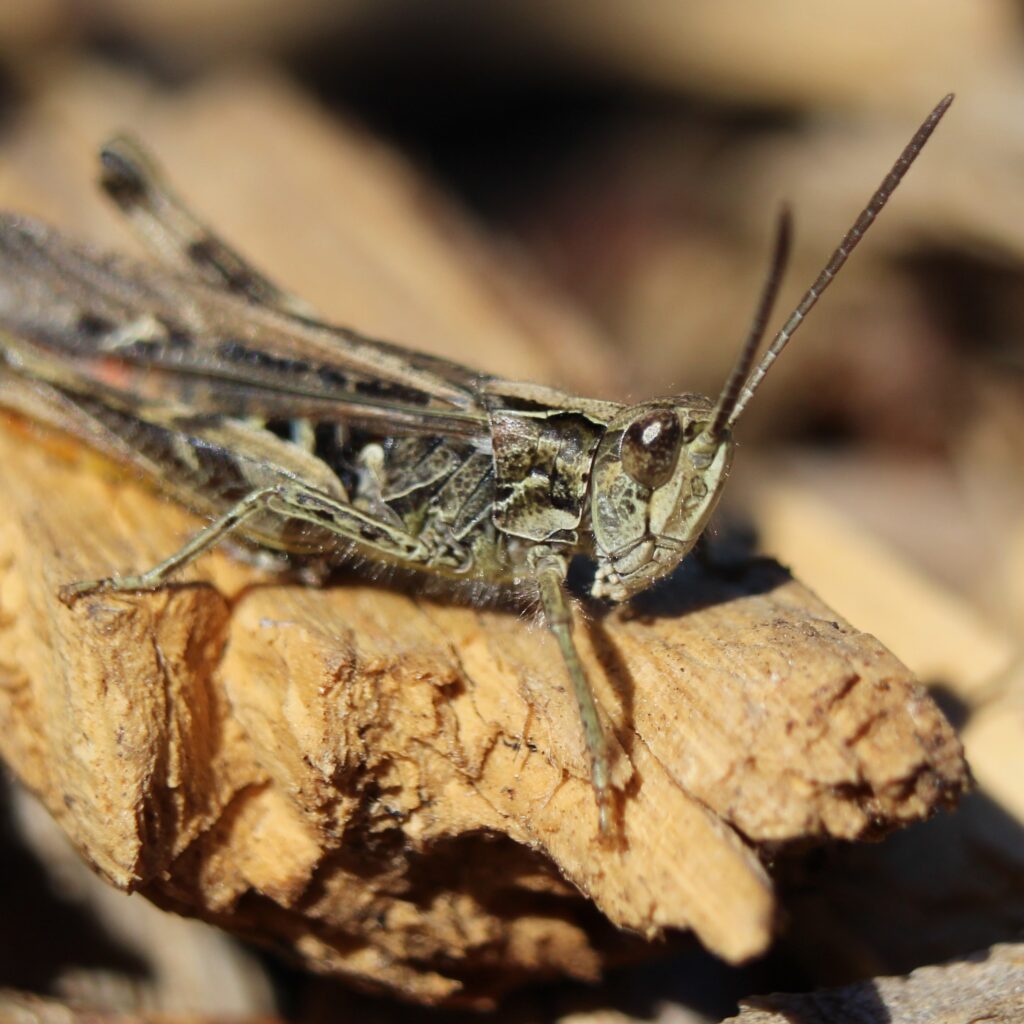 Happy hopper, Photo by Georgie Withington, UK