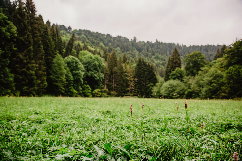 Forest meadow (photo Sandra Meyndt) 