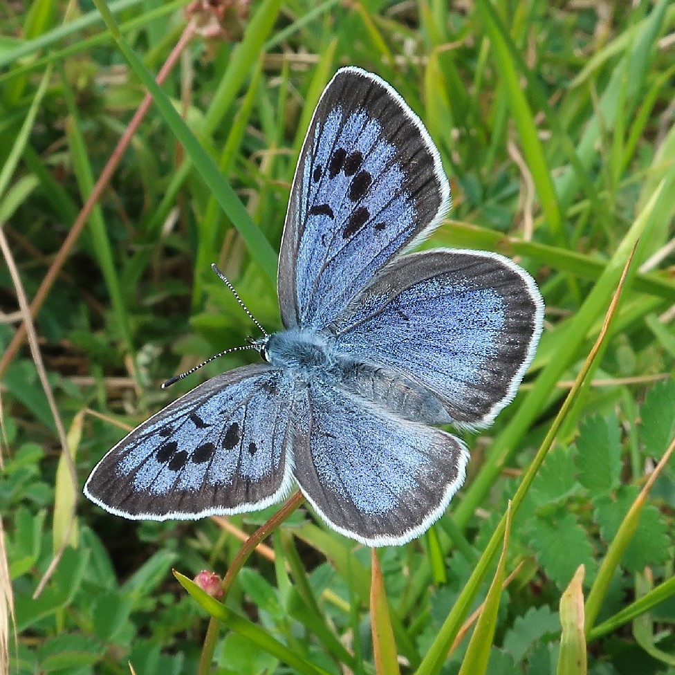 Photo by David Simcox at Daneway Banks