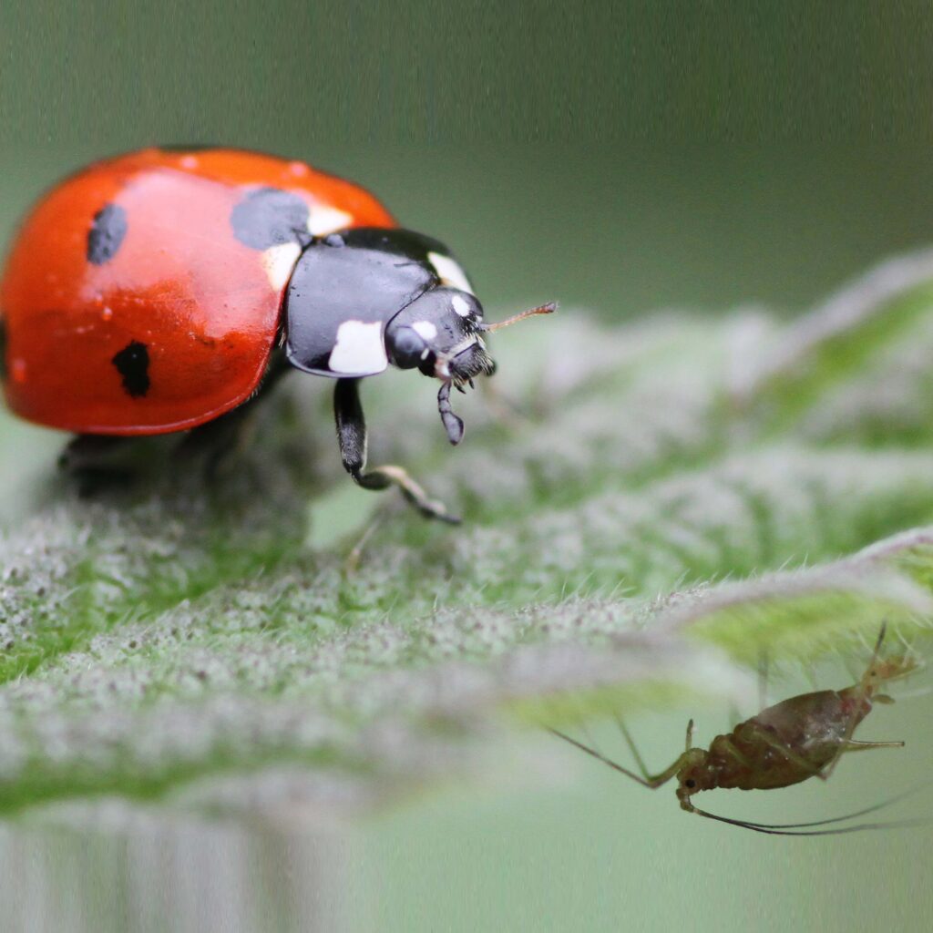 Seven spot ladybird and aphid-©Rachel Travis