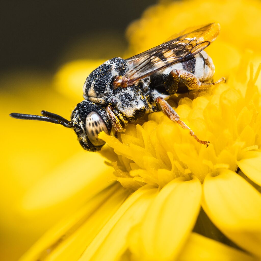 Cuckoo bee resting on a yellow flower