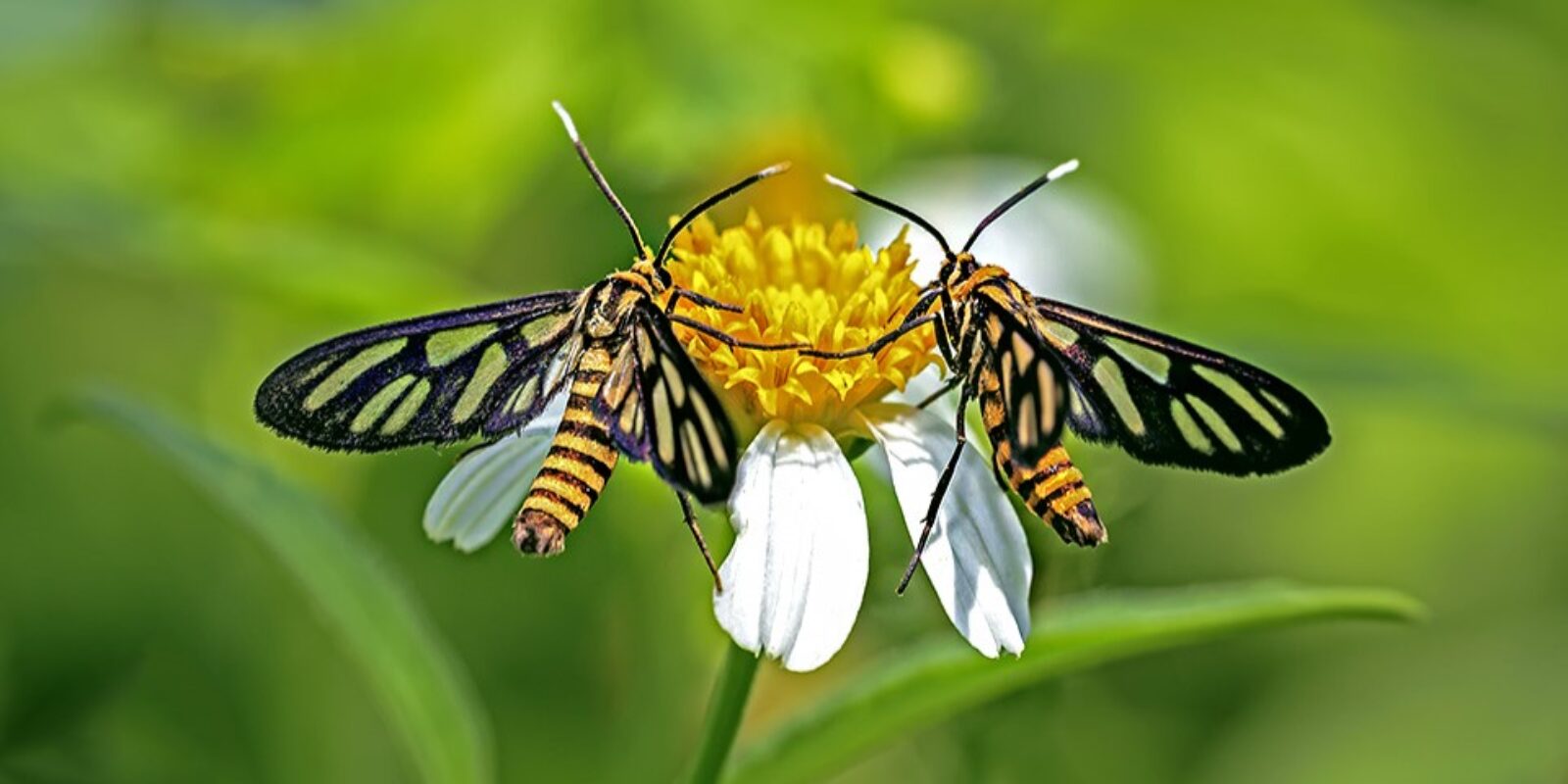 2018 IW image featuring two winged insects on a flower, photo by Faith Melencio