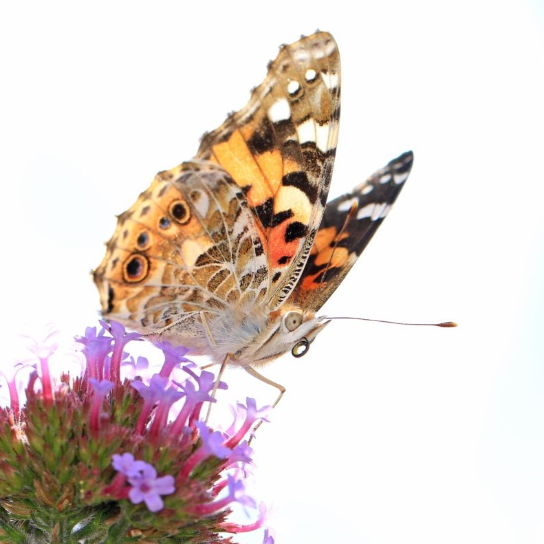 2018 Over 18 Insect Week Competition commended photo - Painted Lady - Photo by Denise Bishop (Vanessa cardui.)