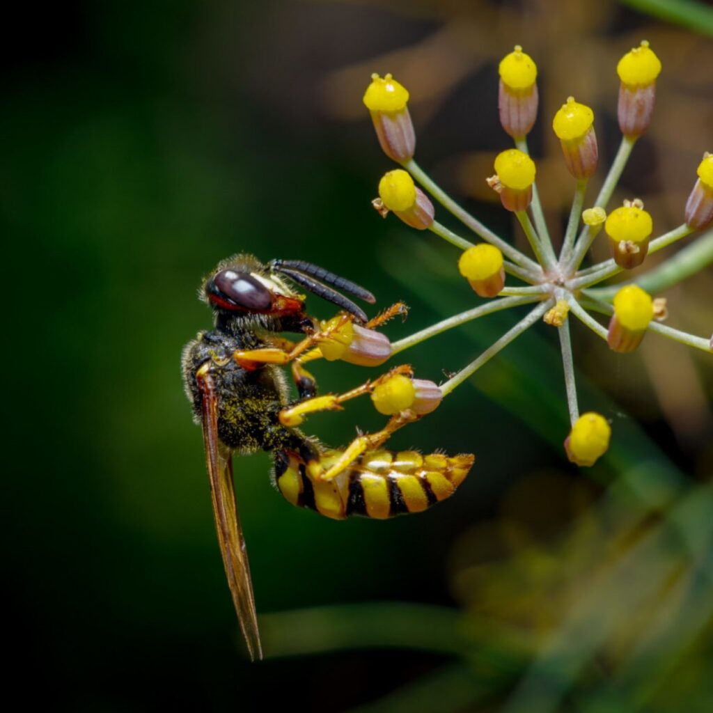 Bee Wolf, photo by Jack Gardiner