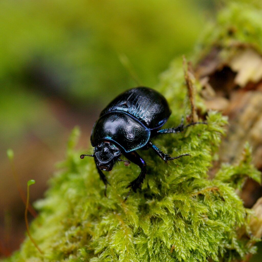 Dor beetle (Dung beetle, Geotrupes stercorarius) Photo by Oliver Squires, UK