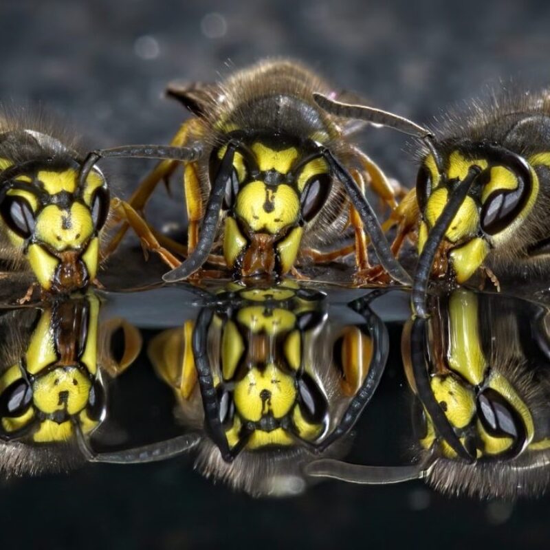 News headline thumbnail for Citizen scientists reveal how the common wasp spreads across UK
