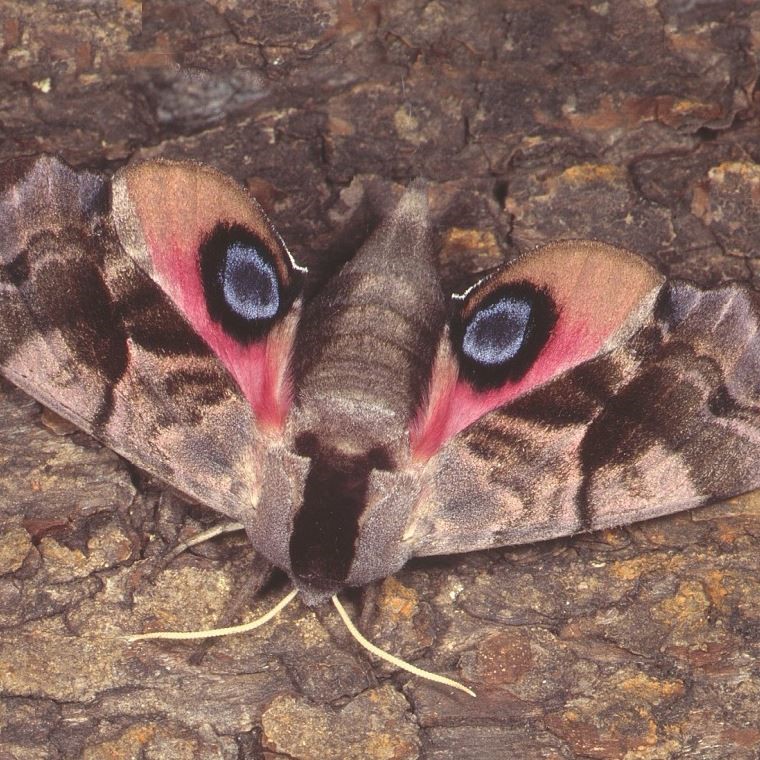 Smerinthus ocellata Eyed hawk-moth Credit Roger Key