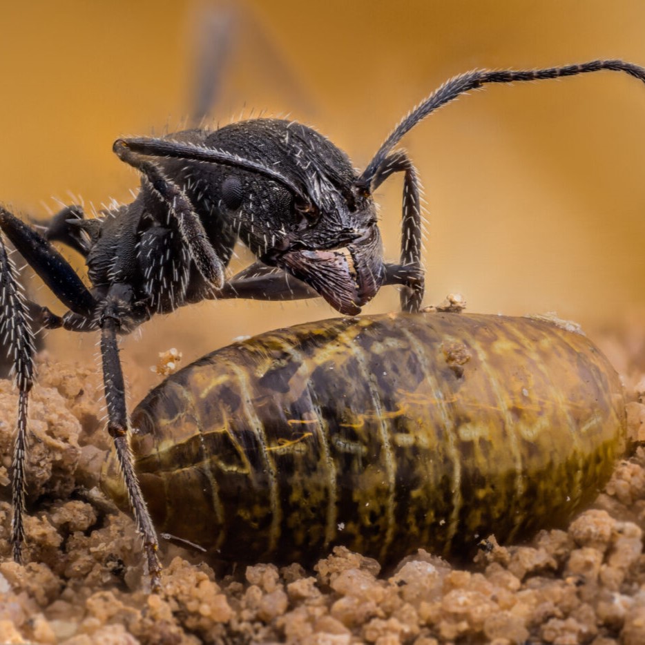 Ant feeding on fruit flies pupae, photo by Ángel Plata Sánchez