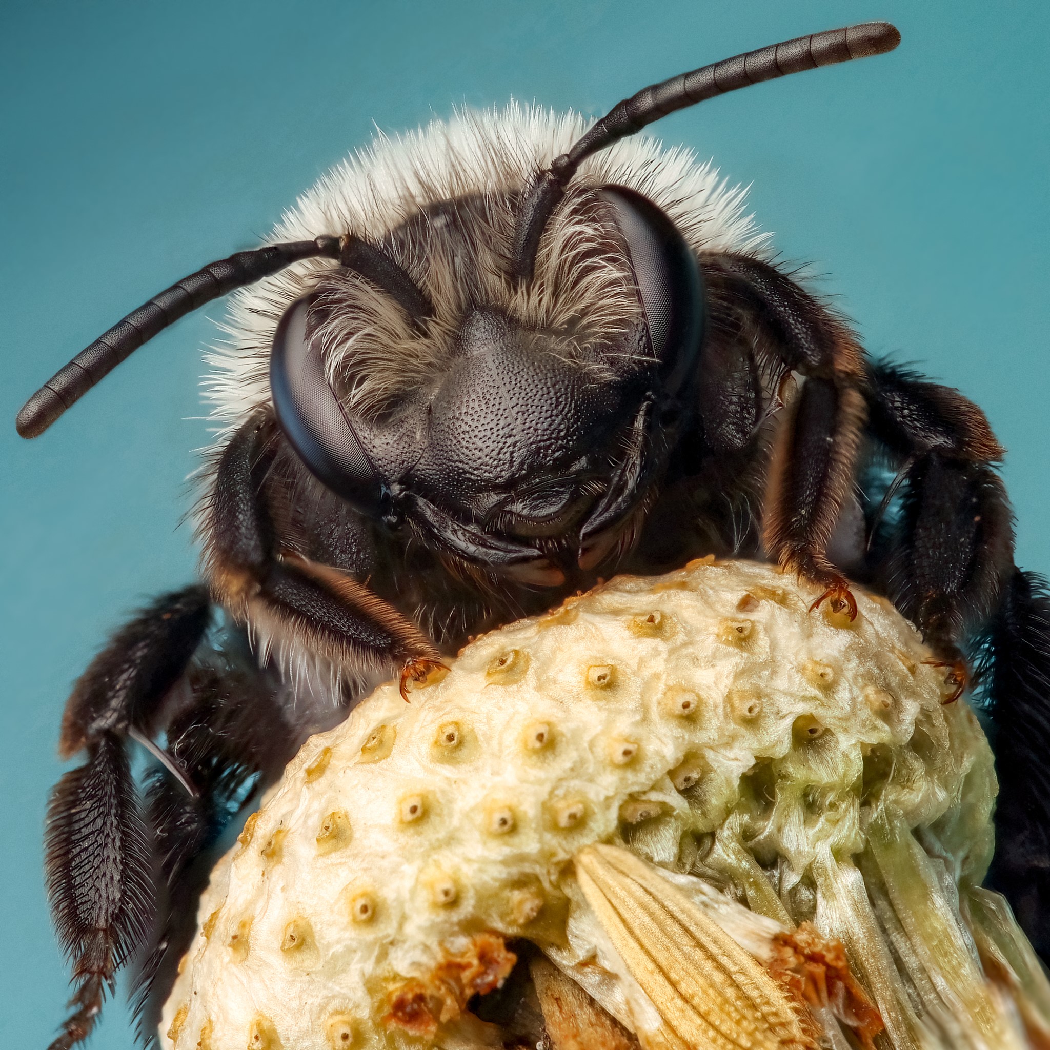 Ashy mining bee on an old dandelion head, Photo by Rory Lewis